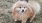 a dog on a leash