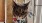 a cat wearing a bandana